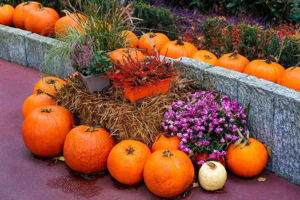 Halloween street decoration. Orange pumpkins and flowers in a bucket. Thanksgiving decoration of the house and garden for the holiday.