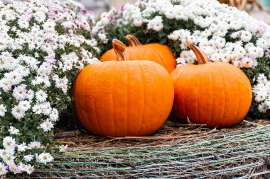 Sonbahar sokak dekorasyonu turuncu balkabağı. Şükran Günü, Cadılar Bayramı. Mevsimlik hasat sebzeleri ve çiçeklerle birlikte tatil dekorasyonu. Açık hava kutlaması.