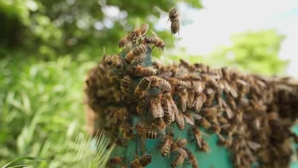 Včely přinášejí med do svých úlů za slunečného dne. Včelařství — Stock video