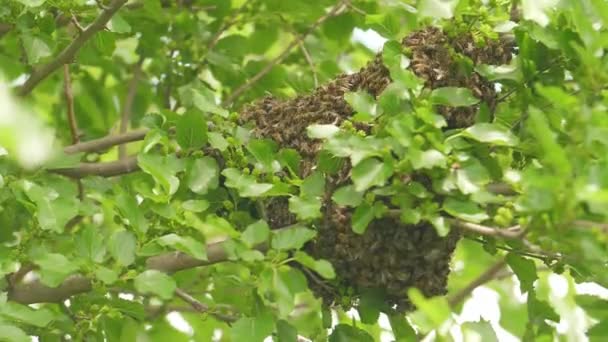 Schwarm von tausenden Bienen arbeitet an Wildbienenwaben in der Baumnatur — Stockvideo