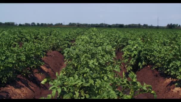 Mit Kartoffeln bepflanztes landwirtschaftliches Feld wird allmählich von Regentropfen nass — Stockvideo