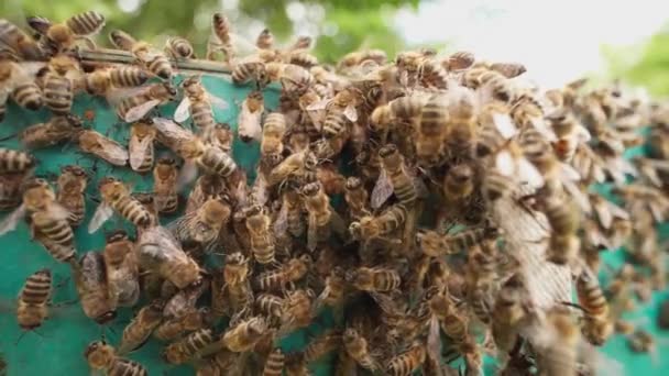 Enjambre de abejas melíferas que transportan polen y vuelan alrededor del tablero de la colmena — Vídeos de Stock