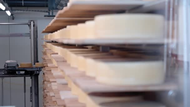 Sacco Ruote Formaggio Parmigiano Stanno Maturando Sugli Scaffali Magazzino — Video Stock