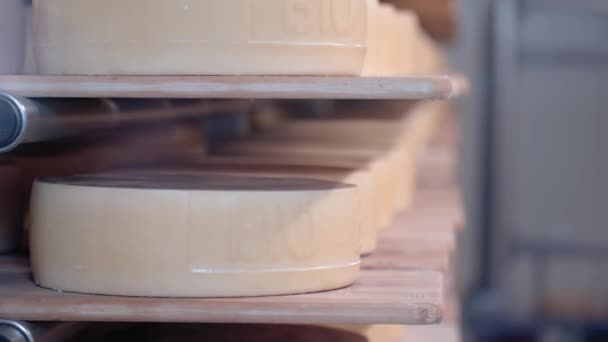 在工厂里 大量的帕尔马奶酪正在成熟 — 图库视频影像