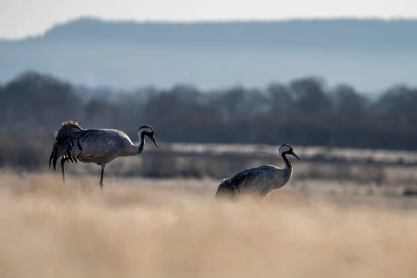 Common Crane Grus Grus Repülő Nagy Madár Akcióban Ugrás Örömteli — Stock Fotó