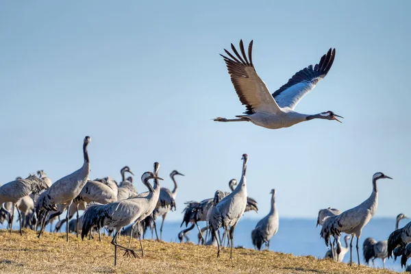 Κοινή Crane Grus Grus Που Φέρουν Μεγάλο Πουλί Δράση Πηδώντας — Φωτογραφία Αρχείου