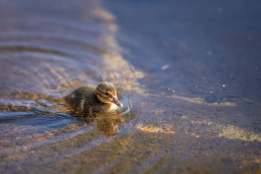 Cute Ducklings closeup portrait in water with Mallard duck and her family clutch of newborn ducklings.