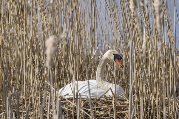 Lovely White Swan Broods Reeds Hatching Eggs Hornborga Lake Sweden — Stockfoto