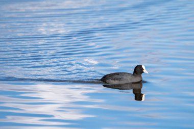 Swimming Eurasian coot in reflecting blue water, controlling breeding territory in lake Hornborga, Sweden.