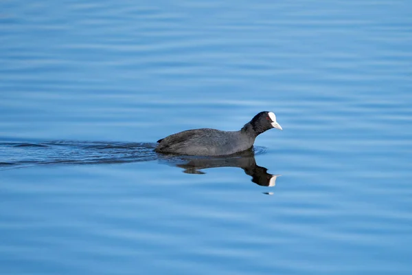 Swimming Eurasian coot in reflecting blue water, controlling breeding territory in lake Hornborga, Sweden.