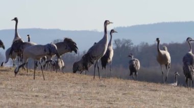 Turna, Grus grus, uçan büyük kuş, neşeli atlama, Hornborga Gölü yakınlarında dans, doğal yaşam alanı, İsveç.