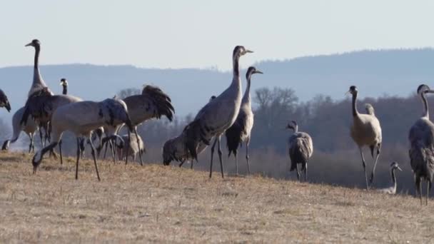 Common Crane Grus Grus Flying Big Bird Action Jumping Joyful — Video Stock