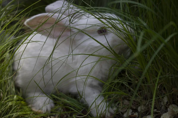 Unfocused rabbit on the ground in the grass — Stock Photo, Image