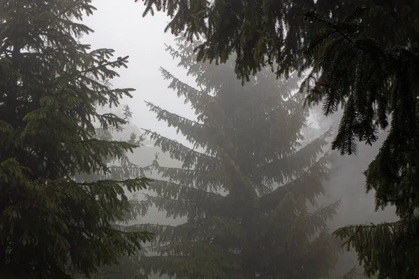 Huzurlu Sisli Bir Sabah Dağdaki Çam Ağaçları Yağmurlu Bir Sabahta — Stok fotoğraf