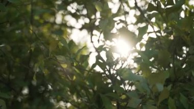 Bright sunlight breaks through lush green leaves growing on tree branches. Beautiful nature in garden on sunny summer day close view