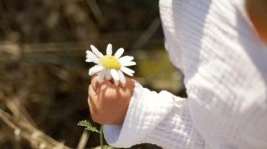 Little hand of toddler holds chamomile flower picked in valley on blurred background. Little boy enjoys wild nature in countryside closeup