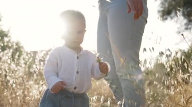 Little boy stands near mom at bright sunlight holding chamomile wild flower. Woman and blond toddler walk in yellowed meadow grass closeup slow motion