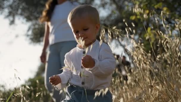 Little Boy Holds Plucked Chamomile Walking High Meadow Grass Growing — Vídeo de Stock