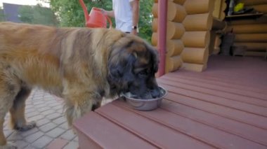 Leonberger eats food from metal bowl standing on cottage porch. Dog enjoys life living with owner and having house. Domestic animal loves owner in garden
