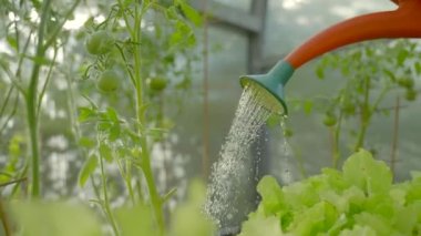 Gardener works in own greenhouse taking care of green vegetables. Worker waters organic tomatoes on bed in greenhouse using watering can slow motion