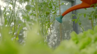 Person waters vegetables in greenhouse using watering can. Adult takes care of tomatoes in own greenhouse and carefully maintains watering