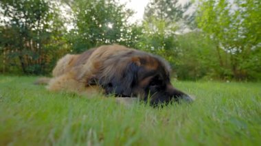 Tired leonberger dog lies on green grass lawn. Favourite pet dog waits to play with owner. Animal looks bored and wants to play at cottage house closeup