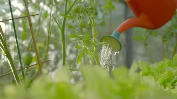 Gardener Takes Care Growing Vegetables Watering Own Greenhouse Owner Enjoys — ストック動画