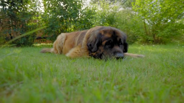 Leonberger Lies Green Grass Waiting Owner Bored Dog Wants Play — Stock video