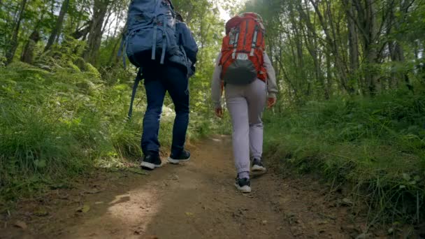 Young Couple Tourists Walks Deep Forest Back Sunlight Man Woman — Vídeos de Stock