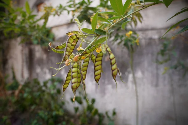 Pigeon pea, or Kayan , is a plant species from the genus Kayanus of the legume family