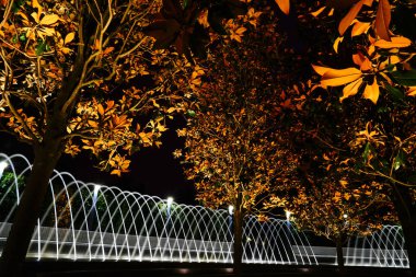 Galitskogo Park, Krasnodar 'da güzel bir gece çeşmesi