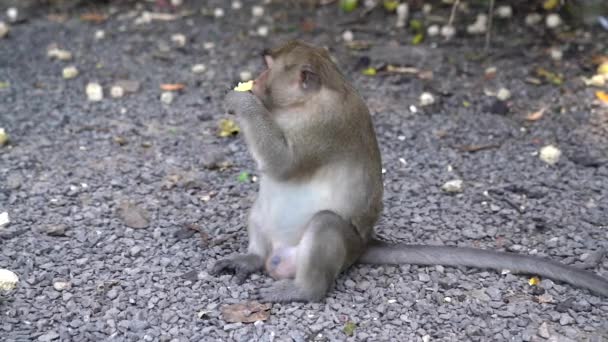 Μαϊμού Τρώει Καλαμπόκι Στο Δρόμο — Αρχείο Βίντεο