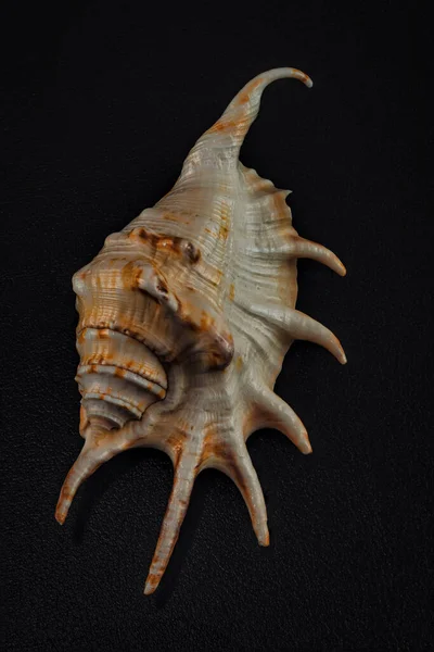 Seashell Alami Close Latar Belakang Gelap — Stok Foto