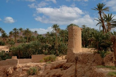 Fas 'ın güneydoğusundaki Figuig Palmiyesi.