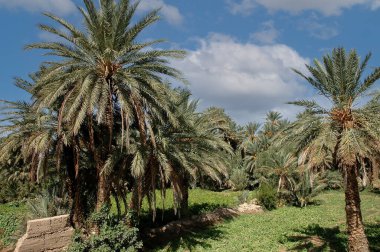 Fas 'taki Tafilalet Palmiyesi