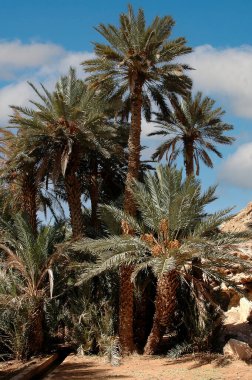 Fas 'taki Tafilalet Palmiyesi