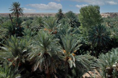 Fas 'taki Tafilalet Palmiyesi