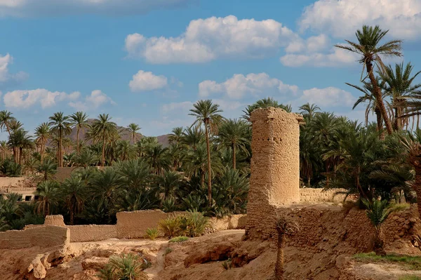 Palmeral Figuig Sureste Marruecos — Foto de Stock