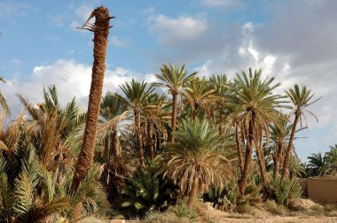 Fas 'taki Figuig Palmiyesi