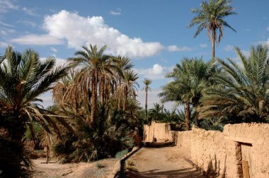 Fas 'taki Figuig Palmiyesi