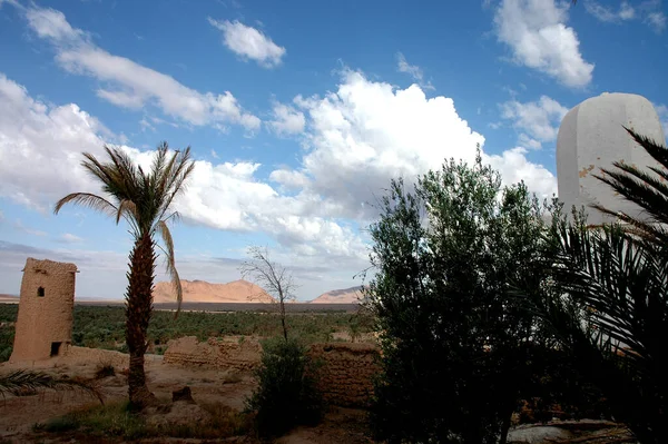 Palm Grove Figuig Morocco — Stock Photo, Image