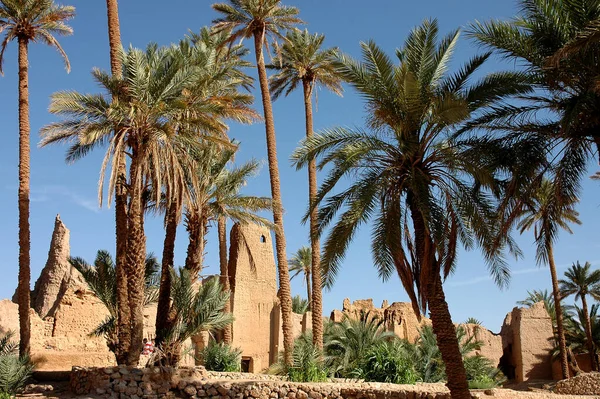 Palmeral Figuig Marruecos — Foto de Stock