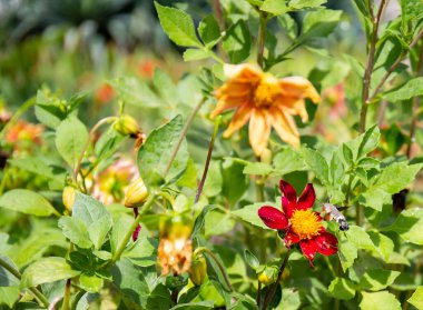 Küçük bir sinekkuşu, eski bir parktaki güzel bir çiçekten polen toplar.