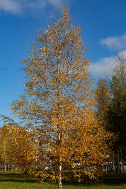 Noyabrsk 'un ortasında sarı yapraklı sonbahar huş ağacı