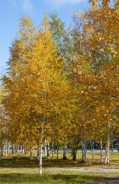 Осенняя береза с желтыми листьями в центре г. Ноябрьска