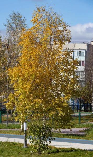 Abedul Otoño Con Hojas Amarillas Centro Noyabrsk —  Fotos de Stock