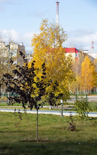 Hermoso Árbol Otoño Centro Noyabrsk —  Fotos de Stock
