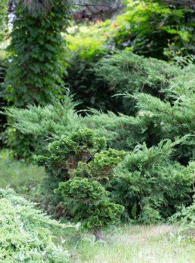Eski Anapa parkında güzel yeşil bir ağaç