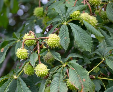 Güzel yeşil yuvarlak kozalaklar Anapa 'nın eski parkında kozalaklı bir ağaçta