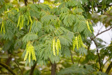 Anapa 'nın eski parkında yeşil ağaçtaki güzel sarı kapsüller